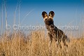 African Wild Dog in the Kalahari