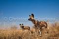 African Wild Dogs in the Kalahari