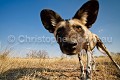 Lycaon dans le Kalahari