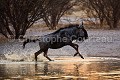 Wildebeest at water hole