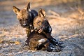 Jeunes Lycaons au terrier