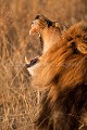 Kalahari Lion