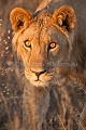 Young Kalahari Lion