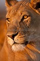 Kalahari Lioness