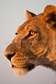 Kalahari Lioness