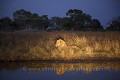 Lion mle la nuit / Lion male at night