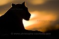 Kalahari Lioness