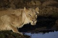 Lionne buvant au point d'eau - Lioness Drinking at Water Hole