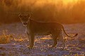 Lionne du Kalahari