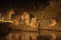 Lionnes la nuit / Lionesses at night