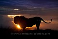 Kalahari Lion