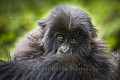 Mountain Gorilla