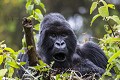 Mountain Gorilla