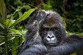 Mountain Gorilla