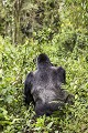 Mountain Gorilla