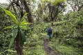 Volcanoes National Park Vegetation