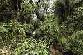 Volcanoes National Park Vegetation