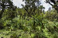 Volcanoes National Park Vegetation