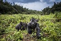 MOUNTAIN GORILLAS