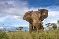 African Elephant