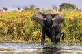 African Elephant