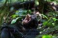 Chimpanzee - Uganda