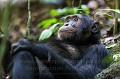 Chimpanz - Ouganda