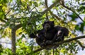 Chimpanzee - Uganda