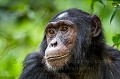 Chimpanzee - Uganda