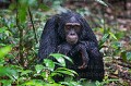 Chimpanzee - Uganda