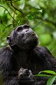 Chimpanz - Ouganda