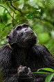 Chimpanzee - Uganda