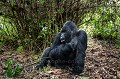 Mountain Gorilla - silver Back