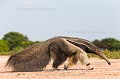 Giant Anteater