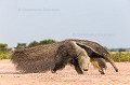 Giant Anteater