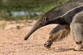 Giant Anteater