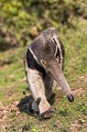 Giant Anteater