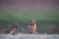 Burrowing Owl