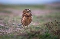 Burrowing Owl