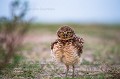 Burrowing Owl