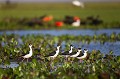 Black-necked Stilts