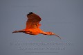 Scarlet Ibis