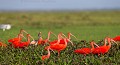 Scarlet Ibis