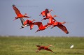 Scarlet Ibis