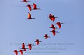 Scarlet Ibis