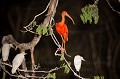 Scarlet Ibis