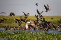 Whistling Ducks