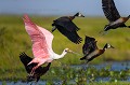 Roseate SPOONBILL