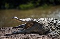 Orinoco Crocodile