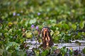 Loutre gante du Brsil